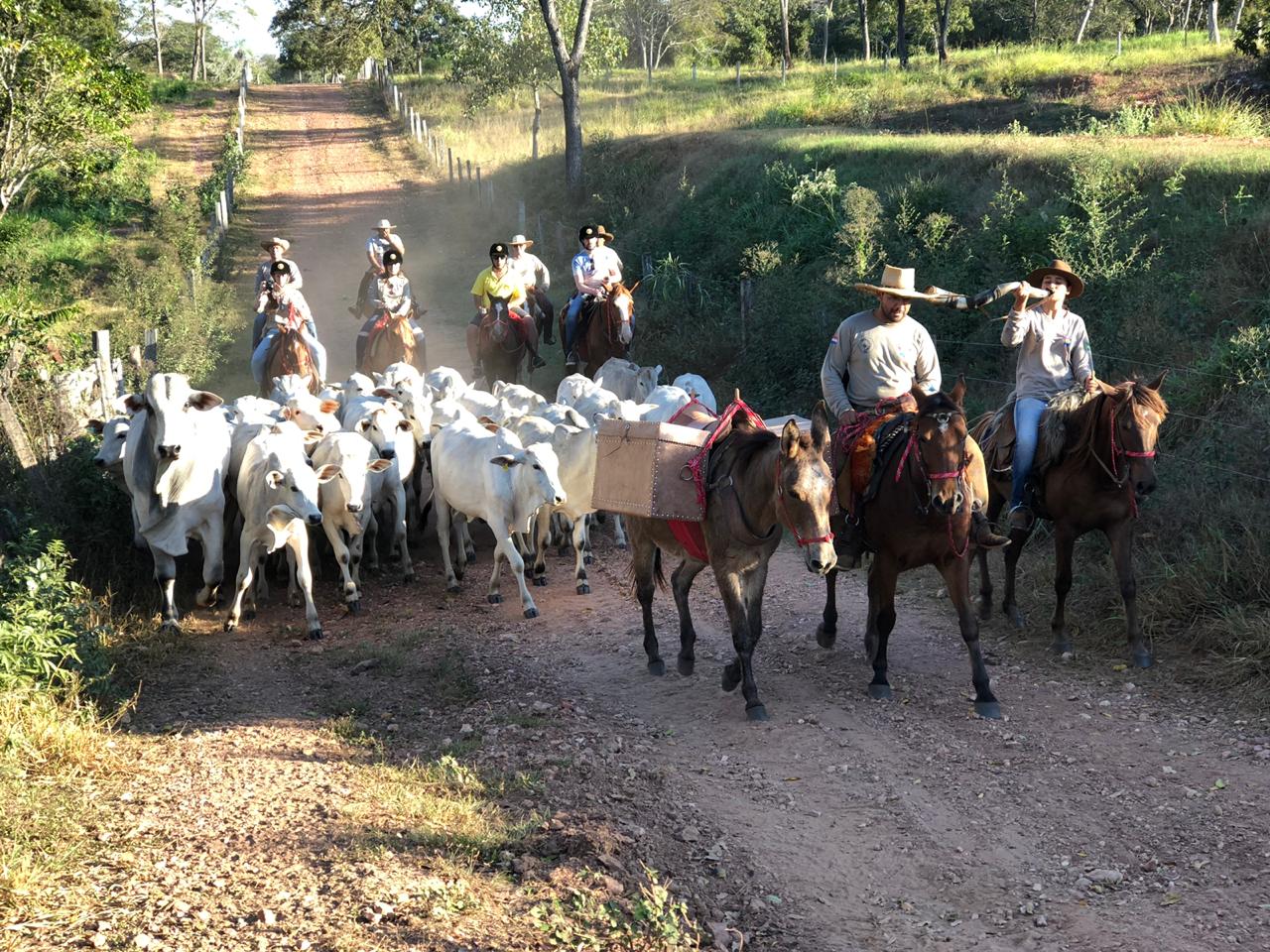 Cavalgada no Pantanal atrai turistas que pagam R$ 10 mil pela experiência